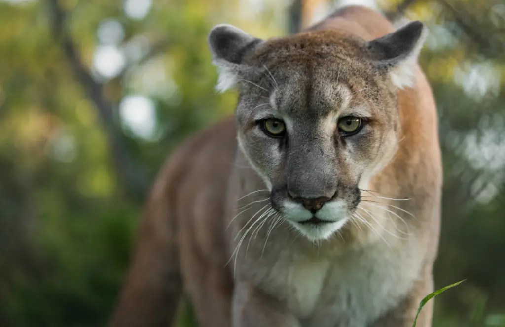 Projeto que monitora onçaparda na Mata Atlântica ajuda a entender o