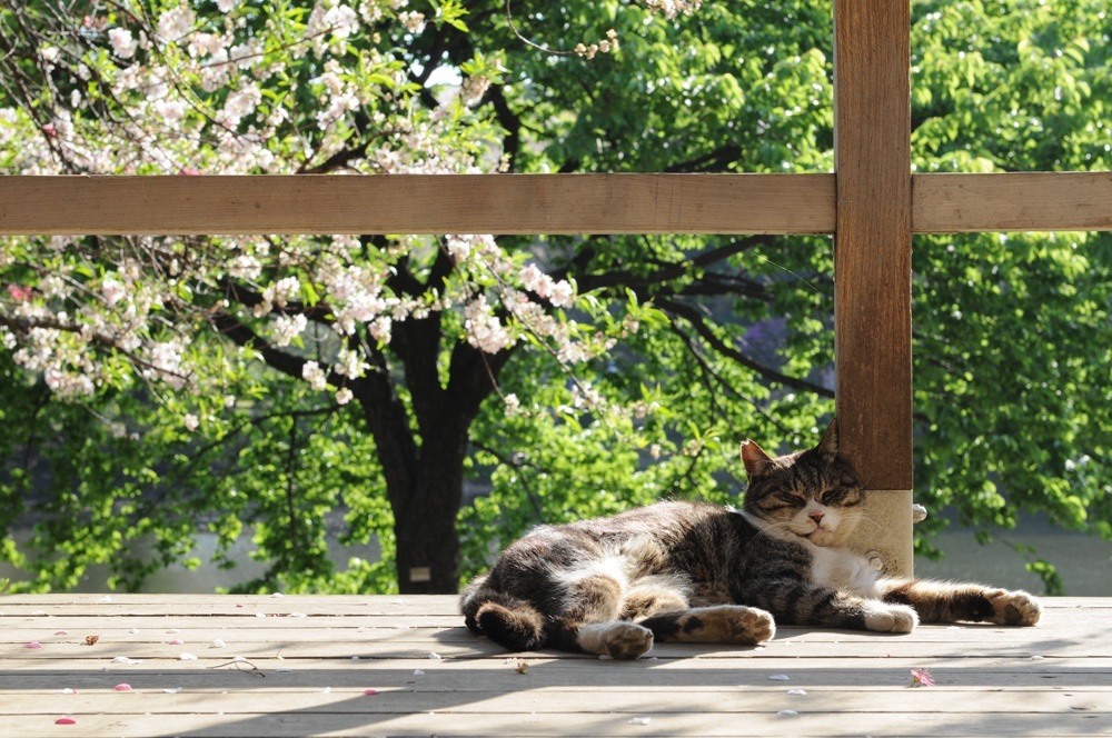 About Happy Cat Cafe Montreal