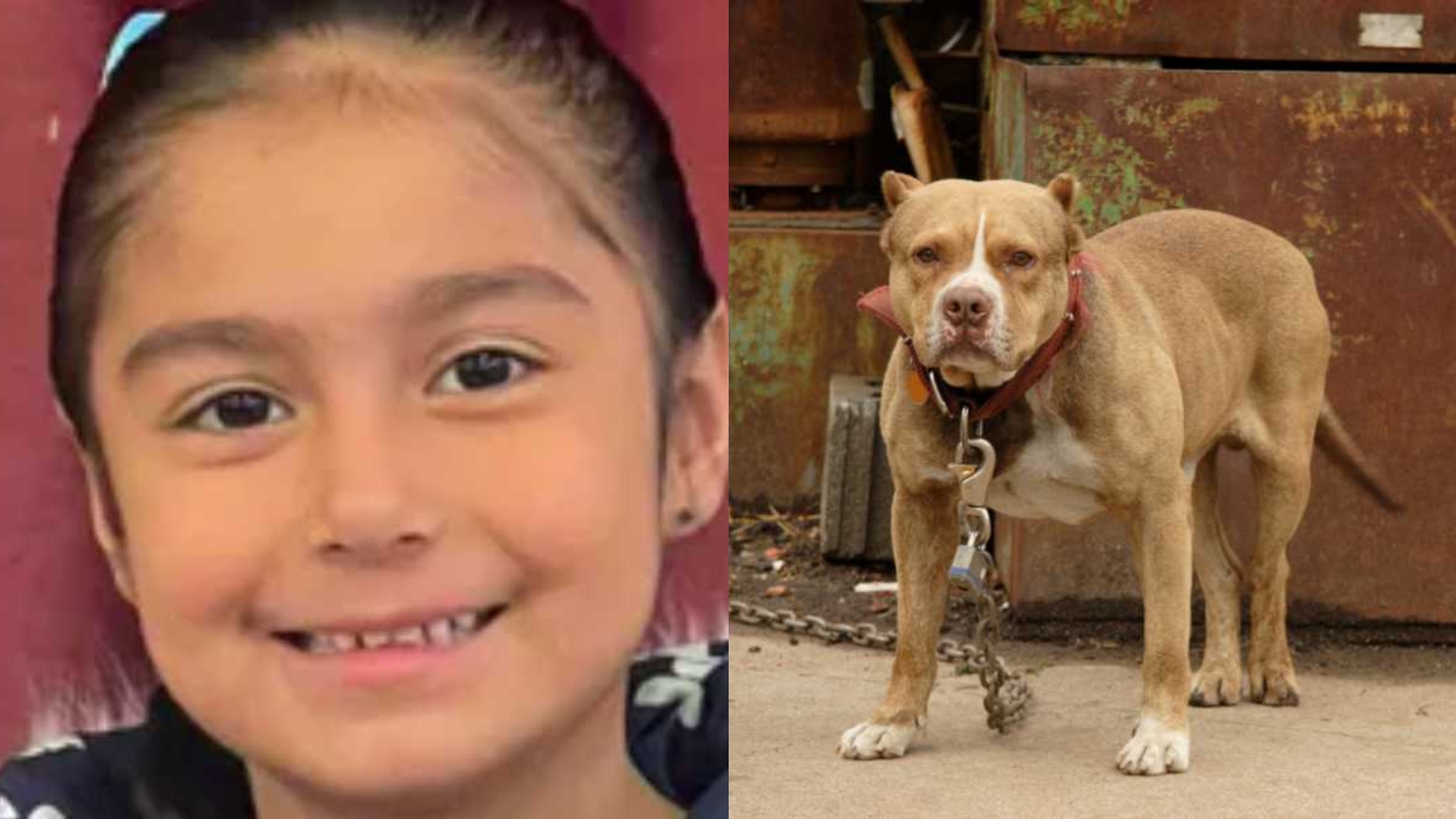 'Full of Life' 6YearOld California Girl in the ICU After Being Mauled