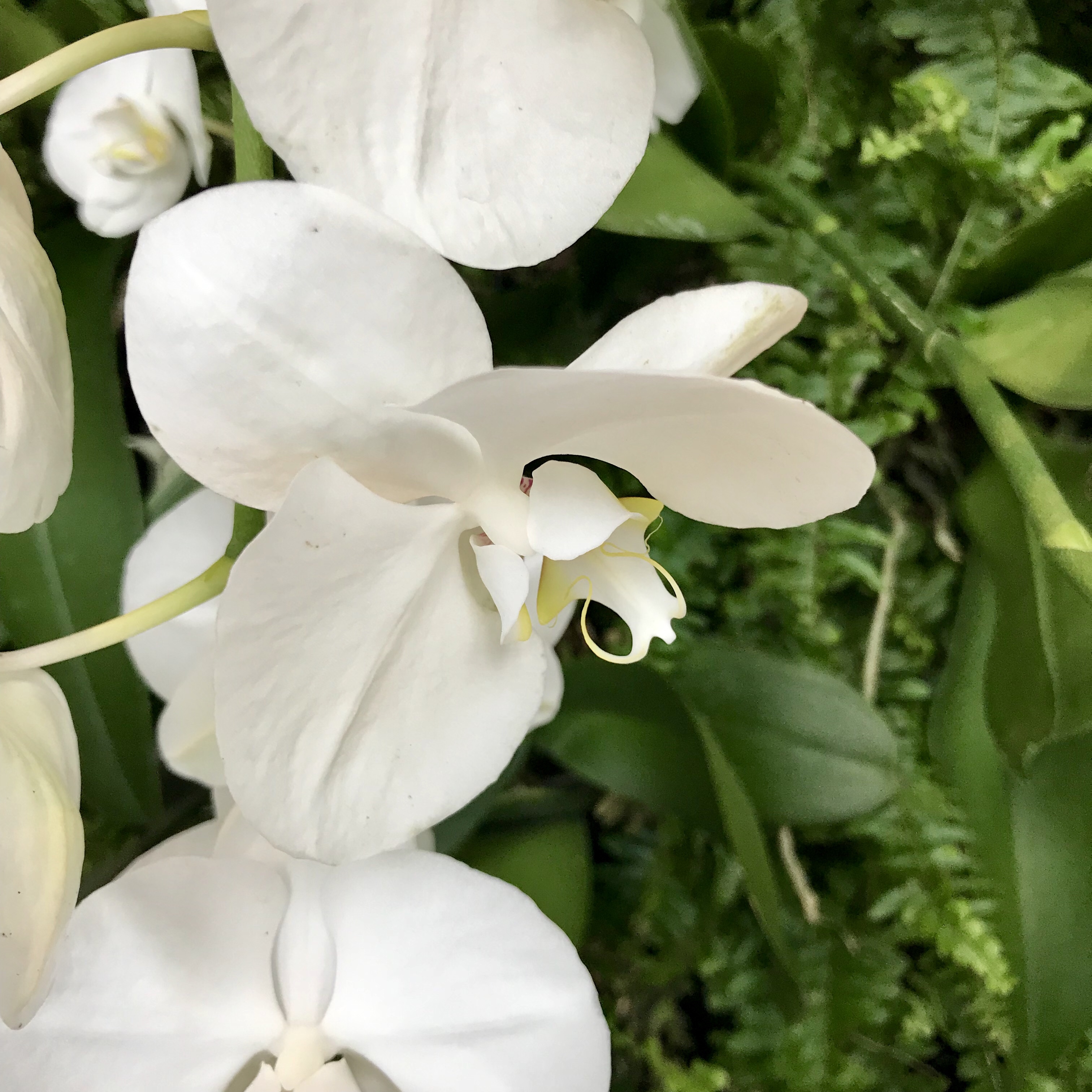 Orchids at the Cheekwood Botanical Garden in Nashville Café Neápolis