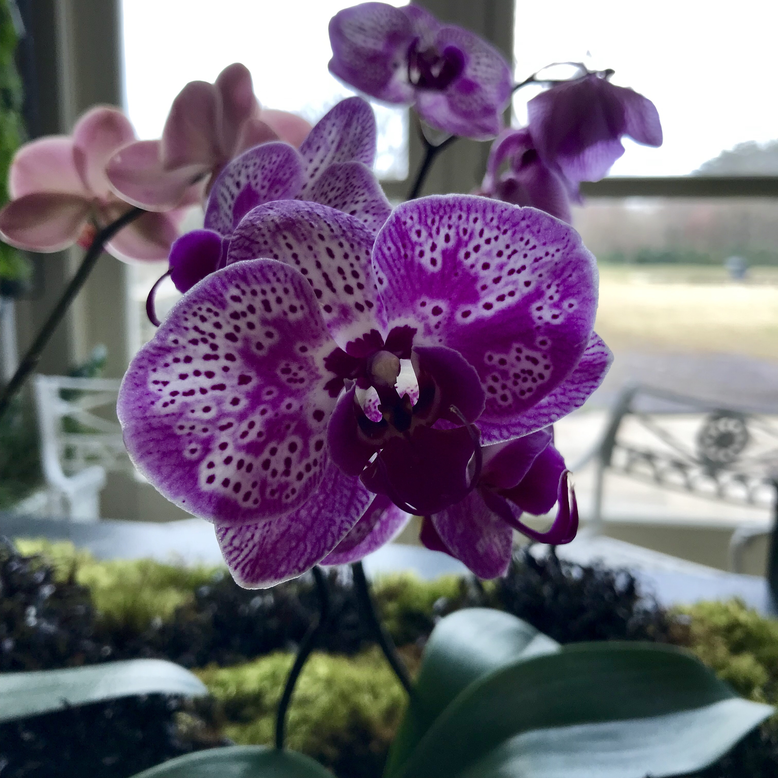 Orchids at the Cheekwood Botanical Garden in Nashville Café Neápolis