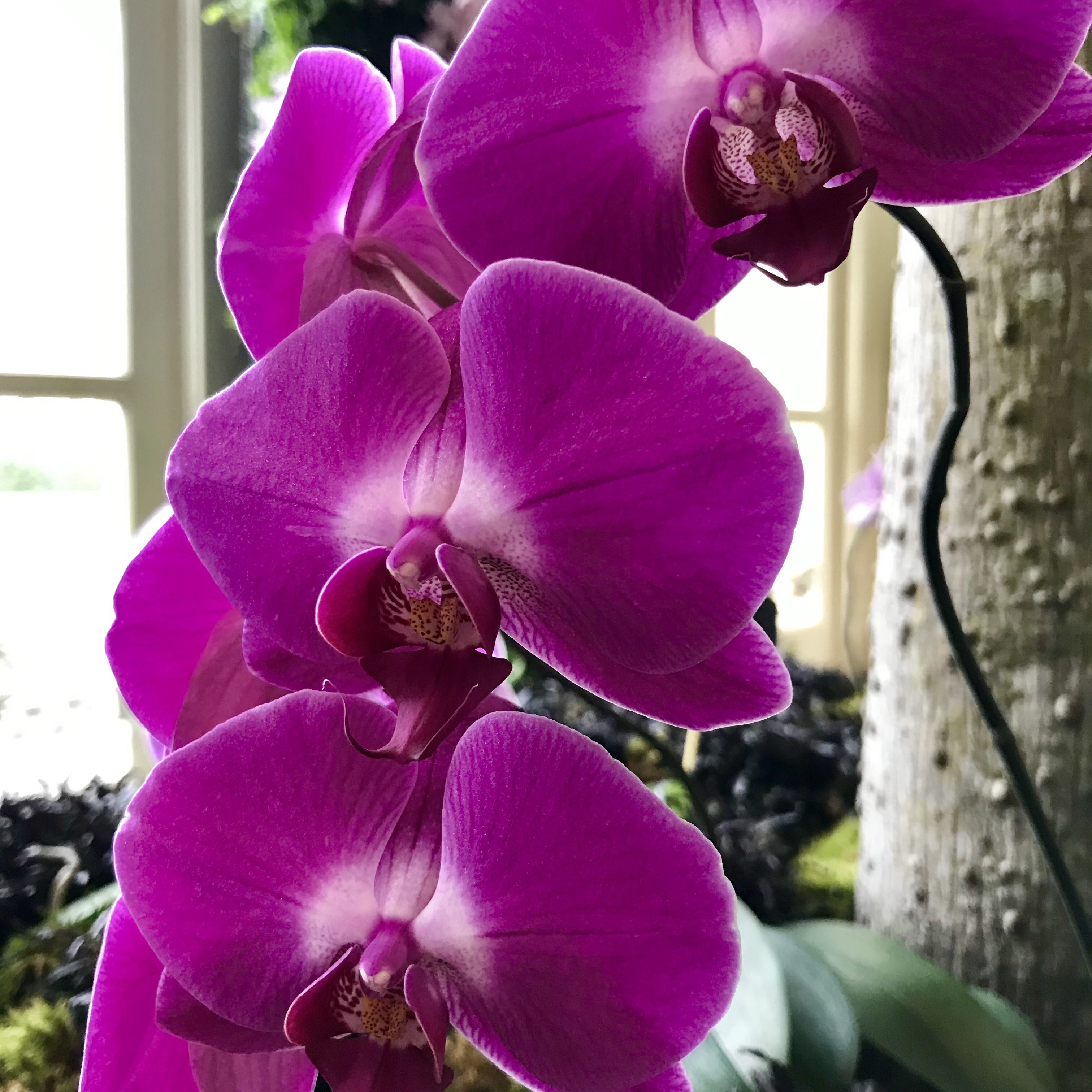 Orchids at the Cheekwood Botanical Garden in Nashville Café Neápolis