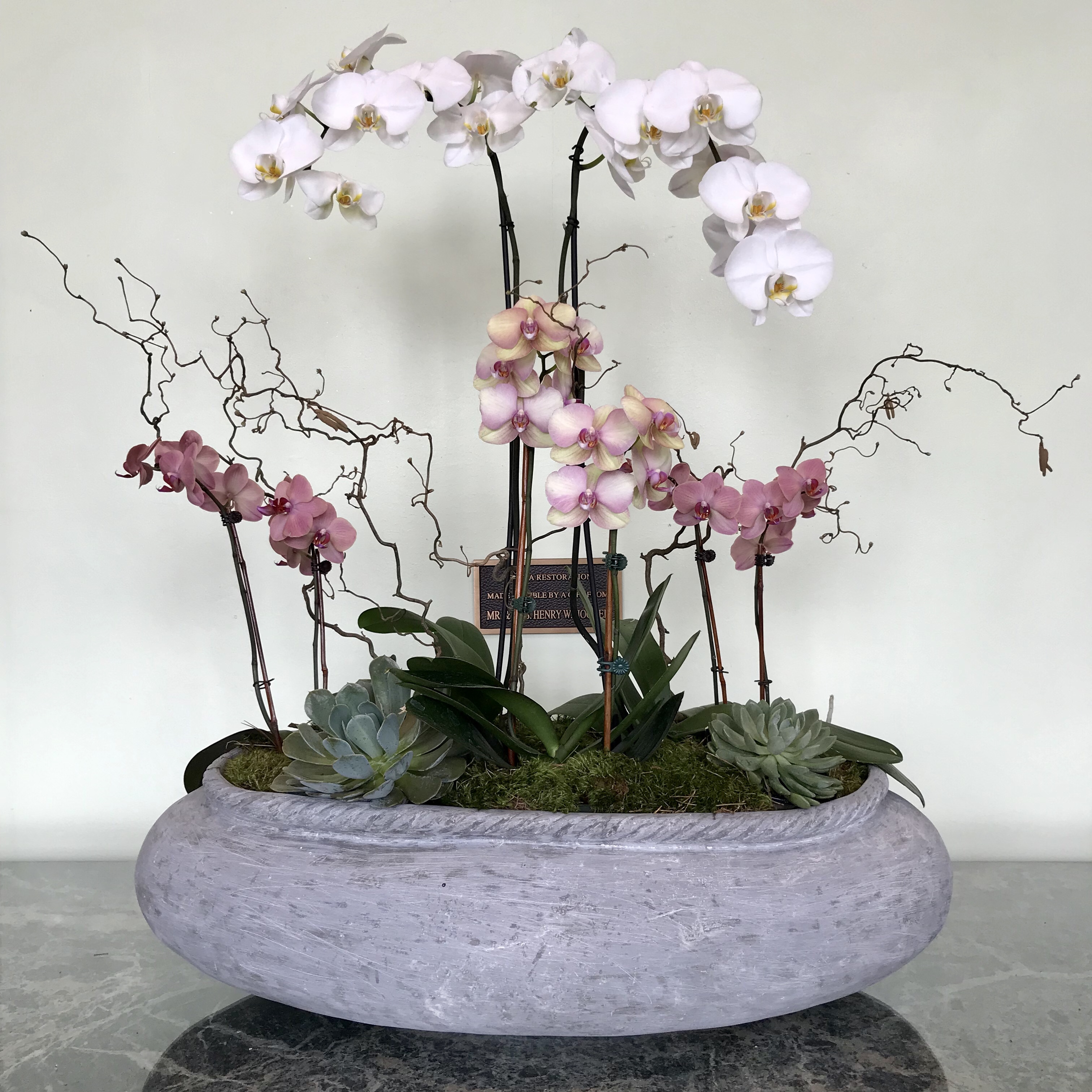 Orchids at the Cheekwood Botanical Garden in Nashville Café Neápolis