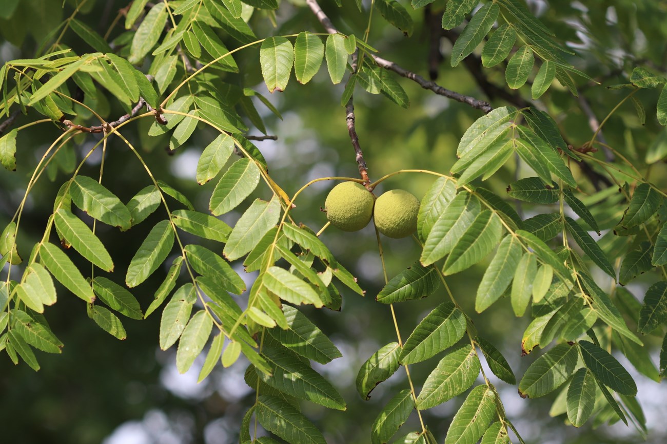 Black Walnut Juglans nigra CAFES Ottawa