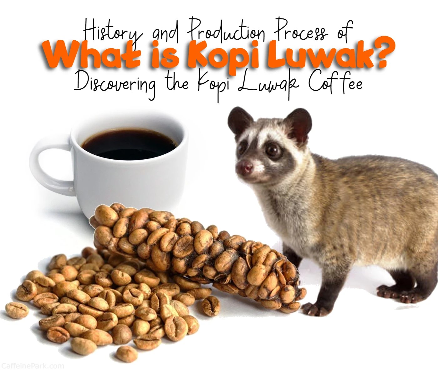 What is Kopi Luwak? Exploring the History and Production Process