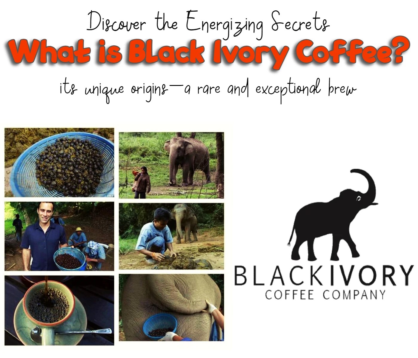 What is Black Ivory Coffee?