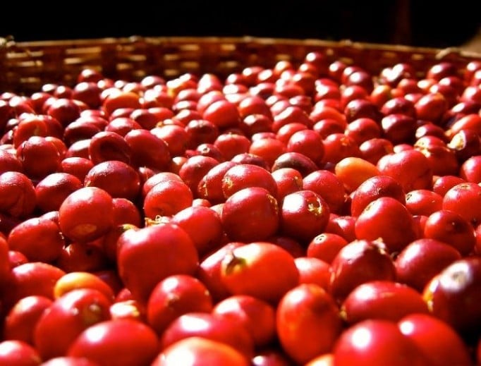 Espresso Crema Best Coffee Beans For Espresso 6x1kg