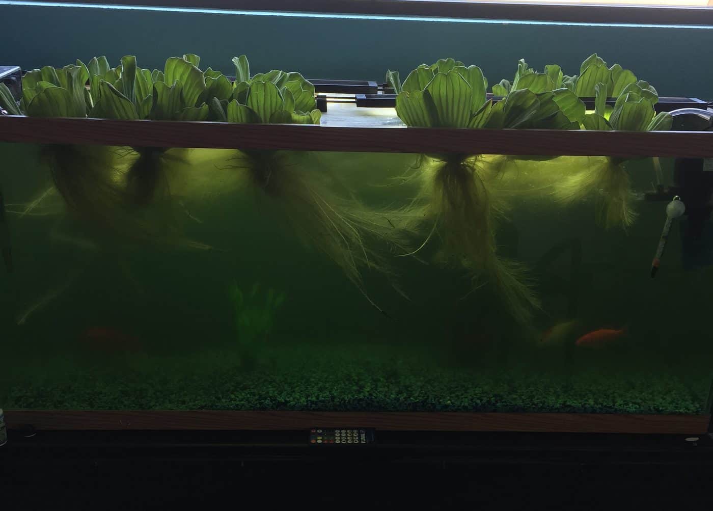 Fish Tank Algae and Its Effects on Fish Fish Vet