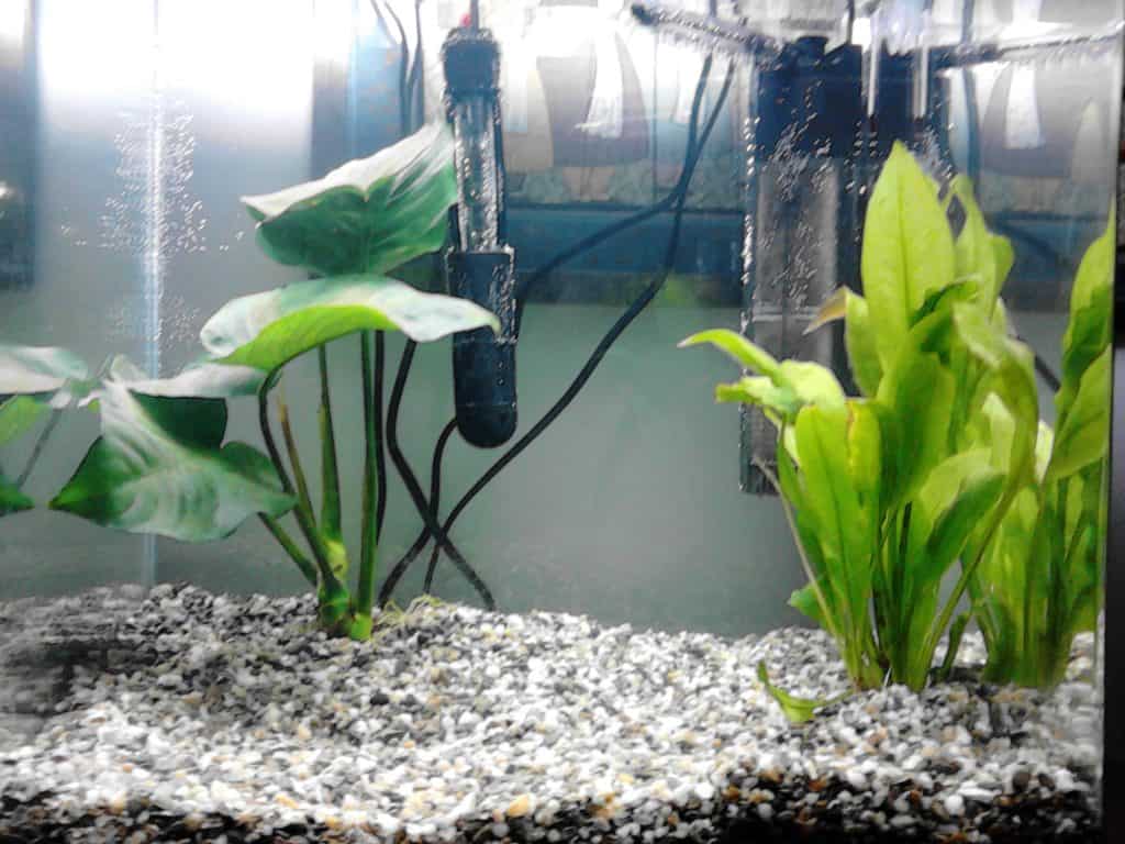 Best Fish Tank Filter Fish Vet
