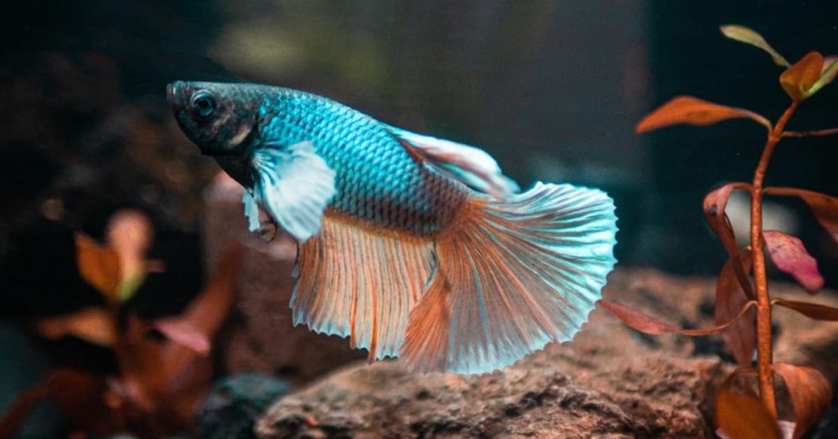 How Long Do Healthy Betta Fish Live? Fish Vet