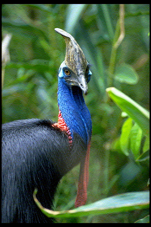 Cassowary Coast CAFNEC