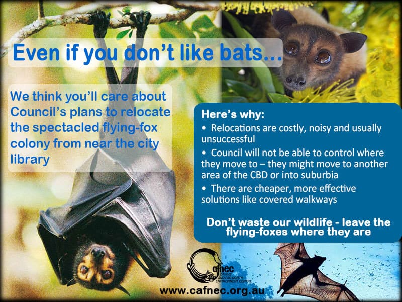 Cairns flyingfox dispersal wasting money and ignoring Cairns flyingfox dispersal wasting money and ignoring