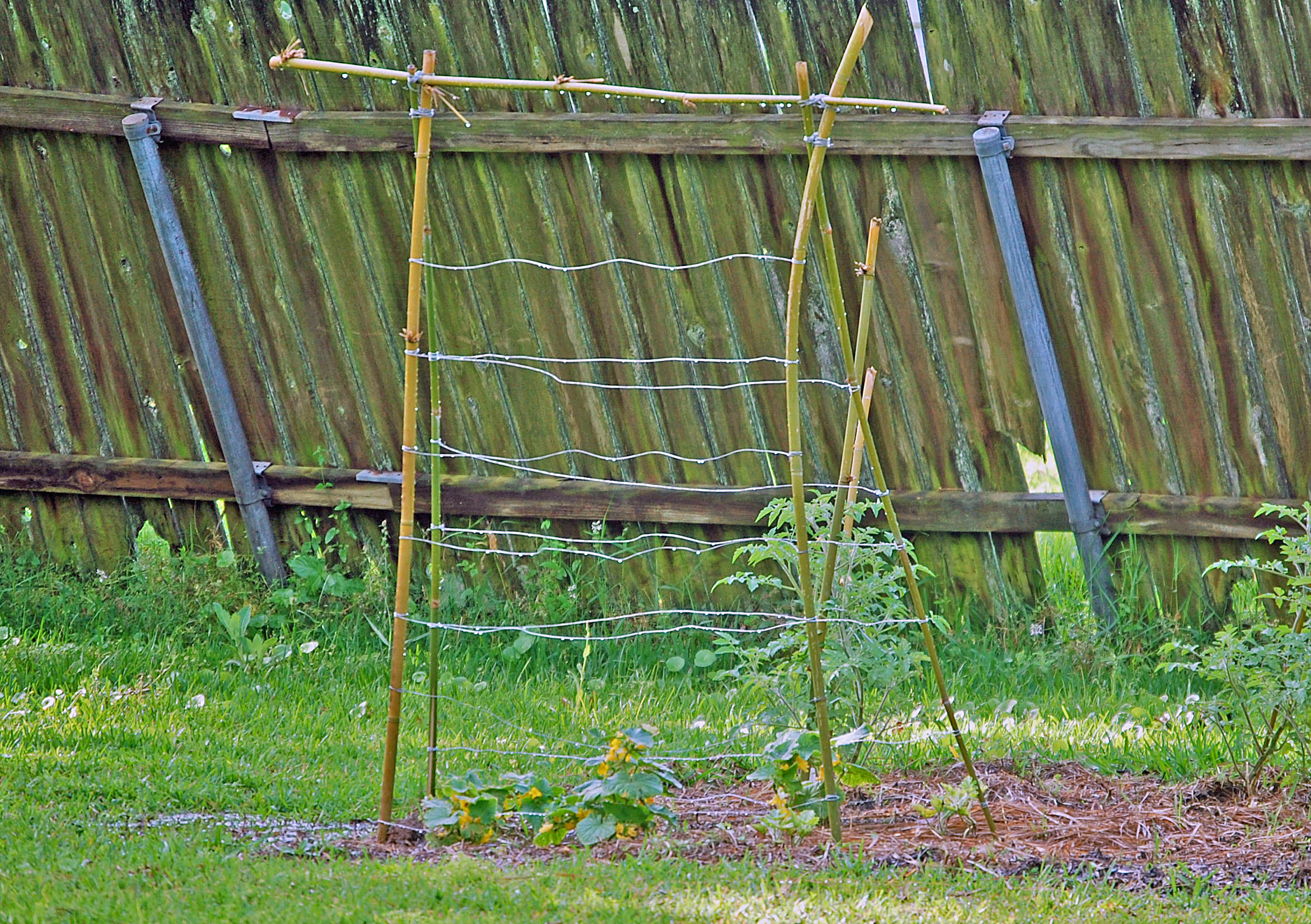 DIY Cucumber Trellis Cage Free Mom