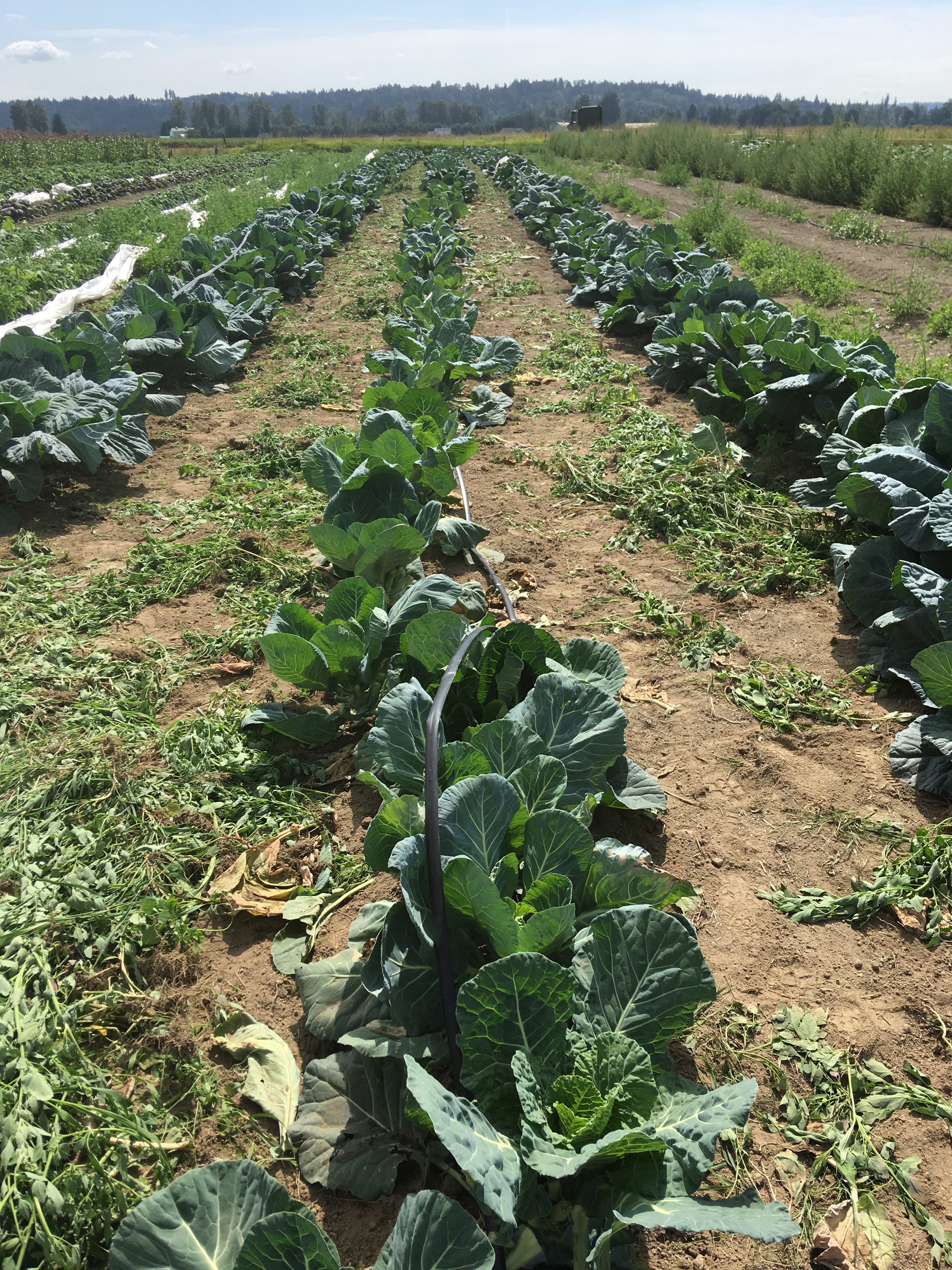 TeachOut Report Clean Greens Farm Community Alliance for Global Justice