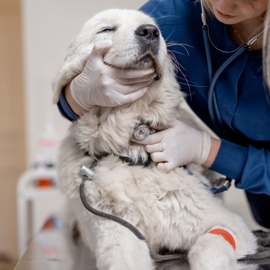 Pet Electrocardiogram In Traverse City, MI Companion Animal Hospital