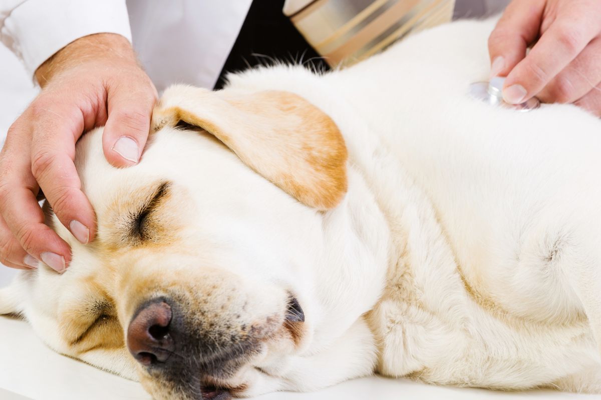 Pet Euthanasia In Traverse City, MI 49696 Companion Animal Hospital