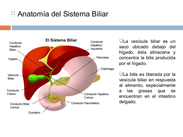 Cálculos Biliares ¿Qué Son? ¿Cuales son sus síntomas? ¿Cómo se curan