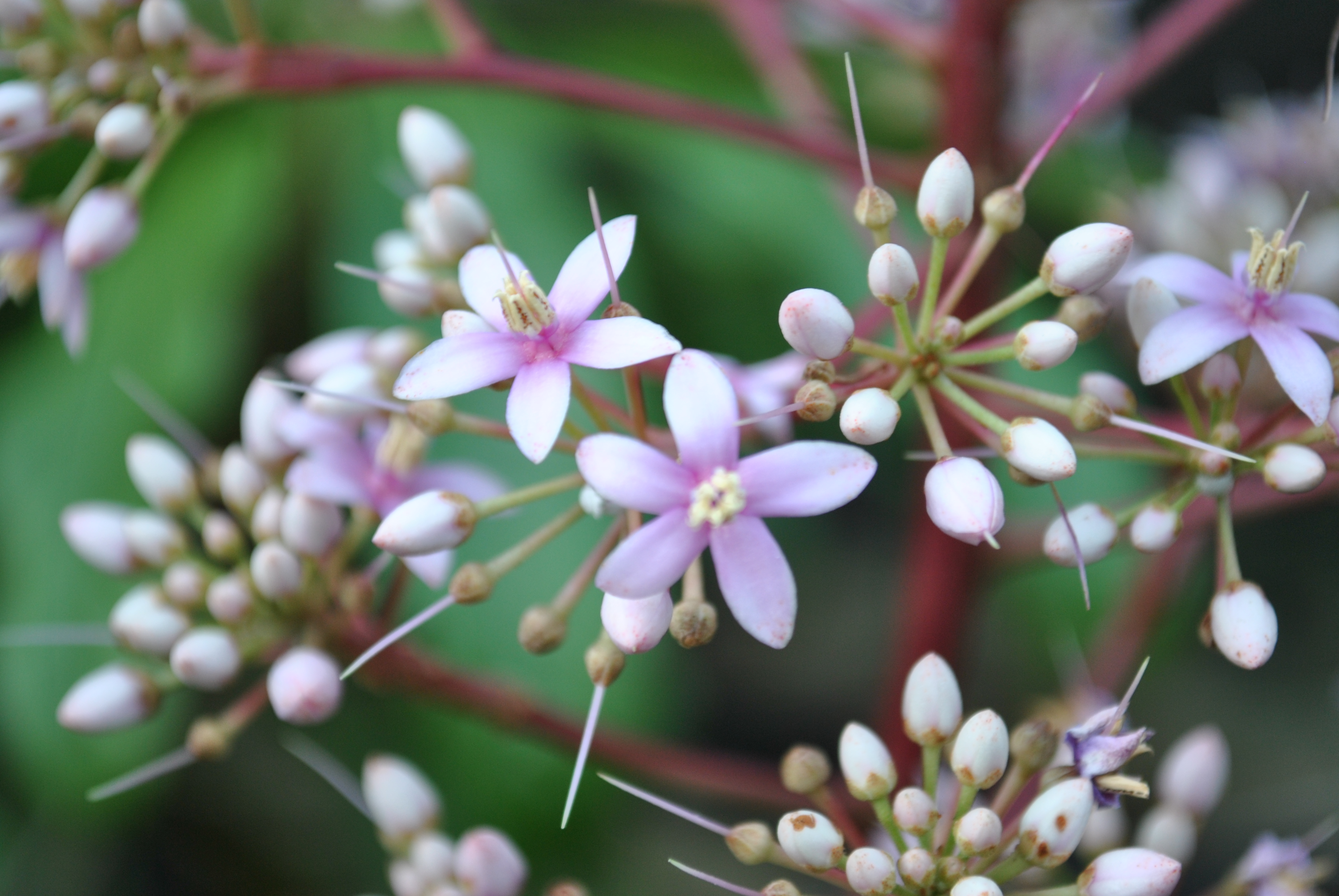 Interior Design Ideas & Home Decorating Inspiration Native Plants Of China
