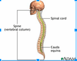 Bone names, definition, and pictures - Bones project