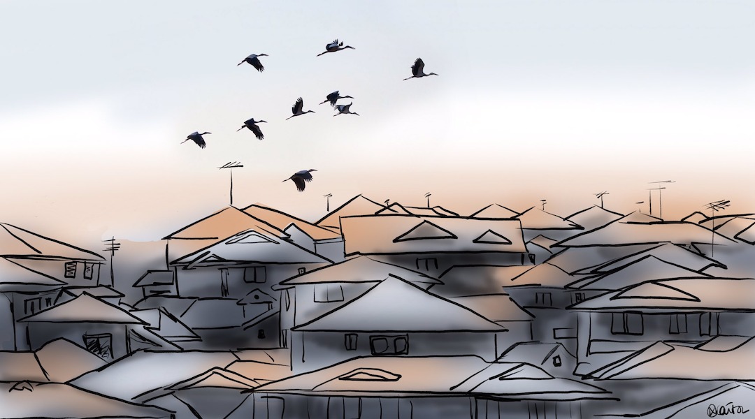 Birds Fly Over Houses Caitlin Johnstone