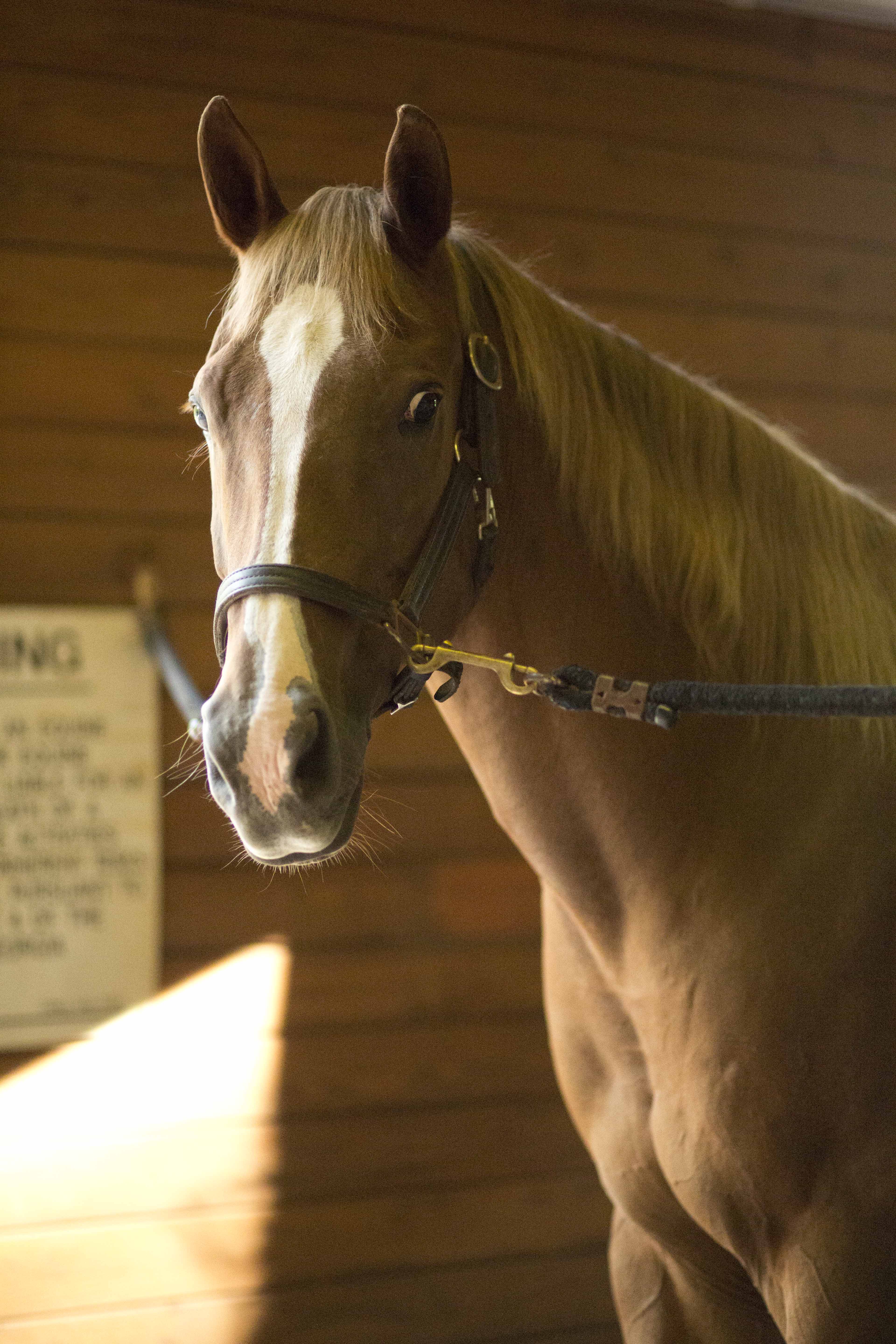 Hippotherapy horses Caitlin's Vine of Bravery