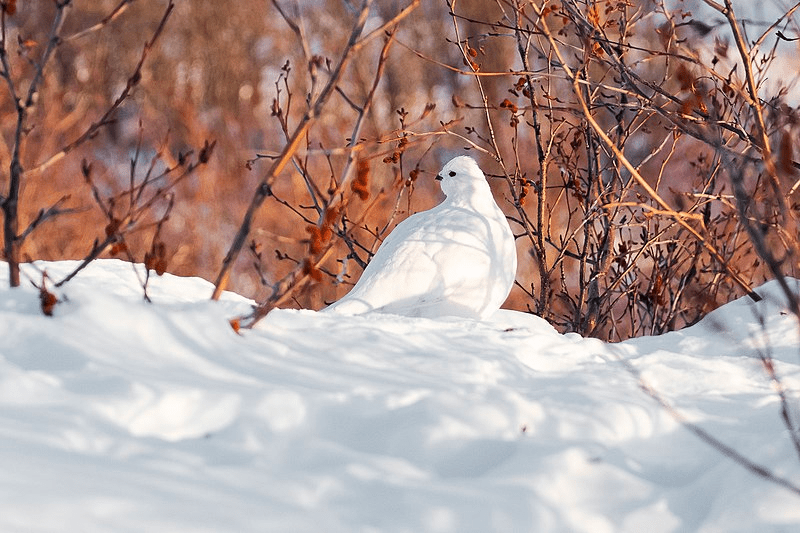 Meet the willow ptarmigan