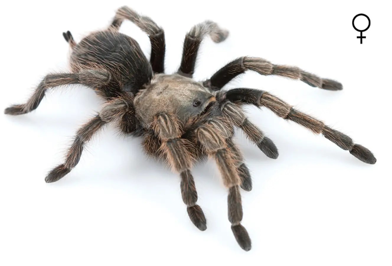 New Discoveries A Famous Tarantula and a Cheating Plant California