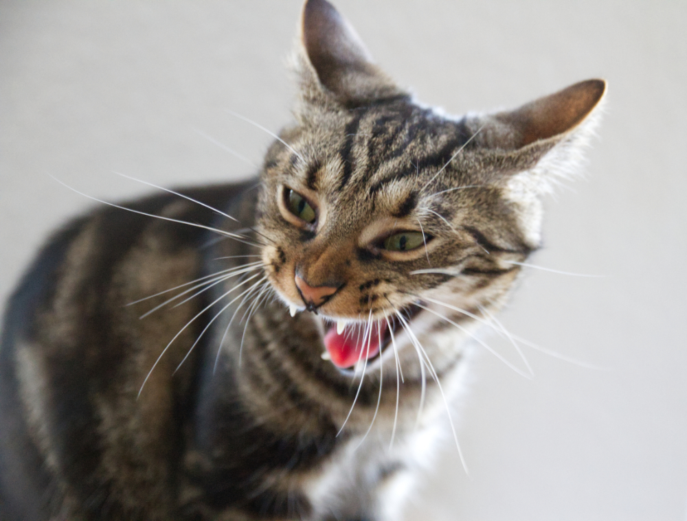 Are Caladium toxic for dogs and cats