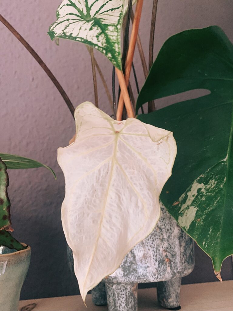 Caladium problems How to save a dying caladium