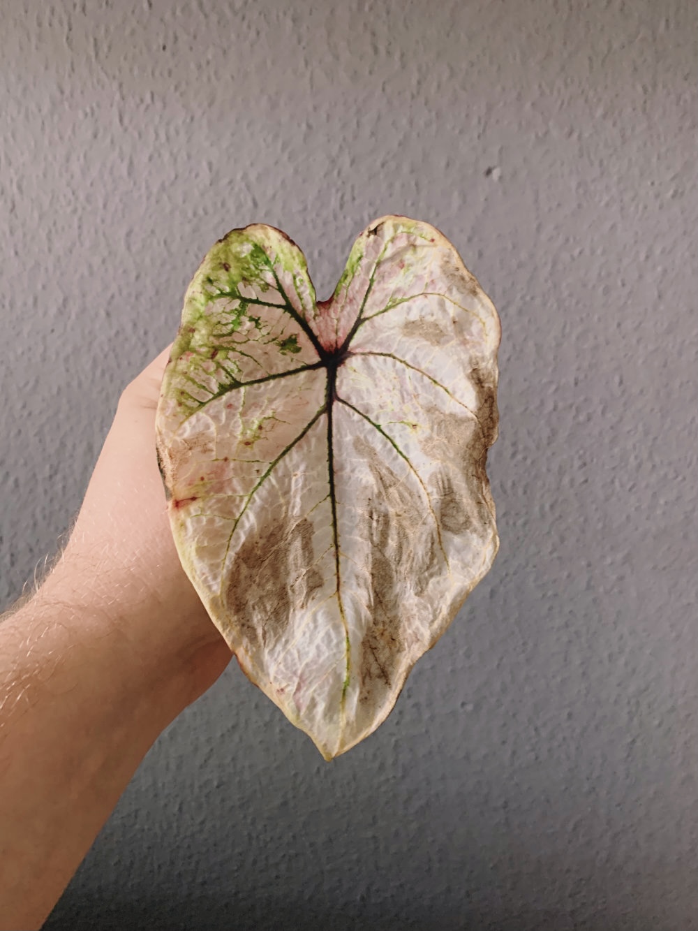 Caladium problems How to save a dying caladium