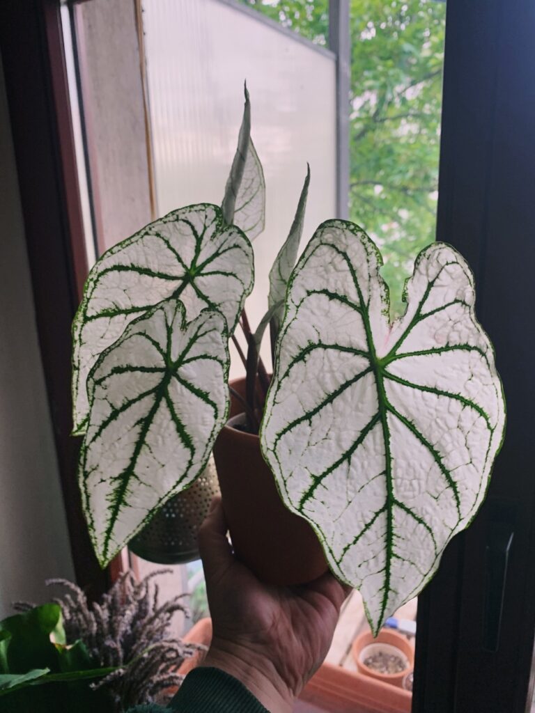 Caladium "White Christmas" Care, Problems, Watering caladium.de