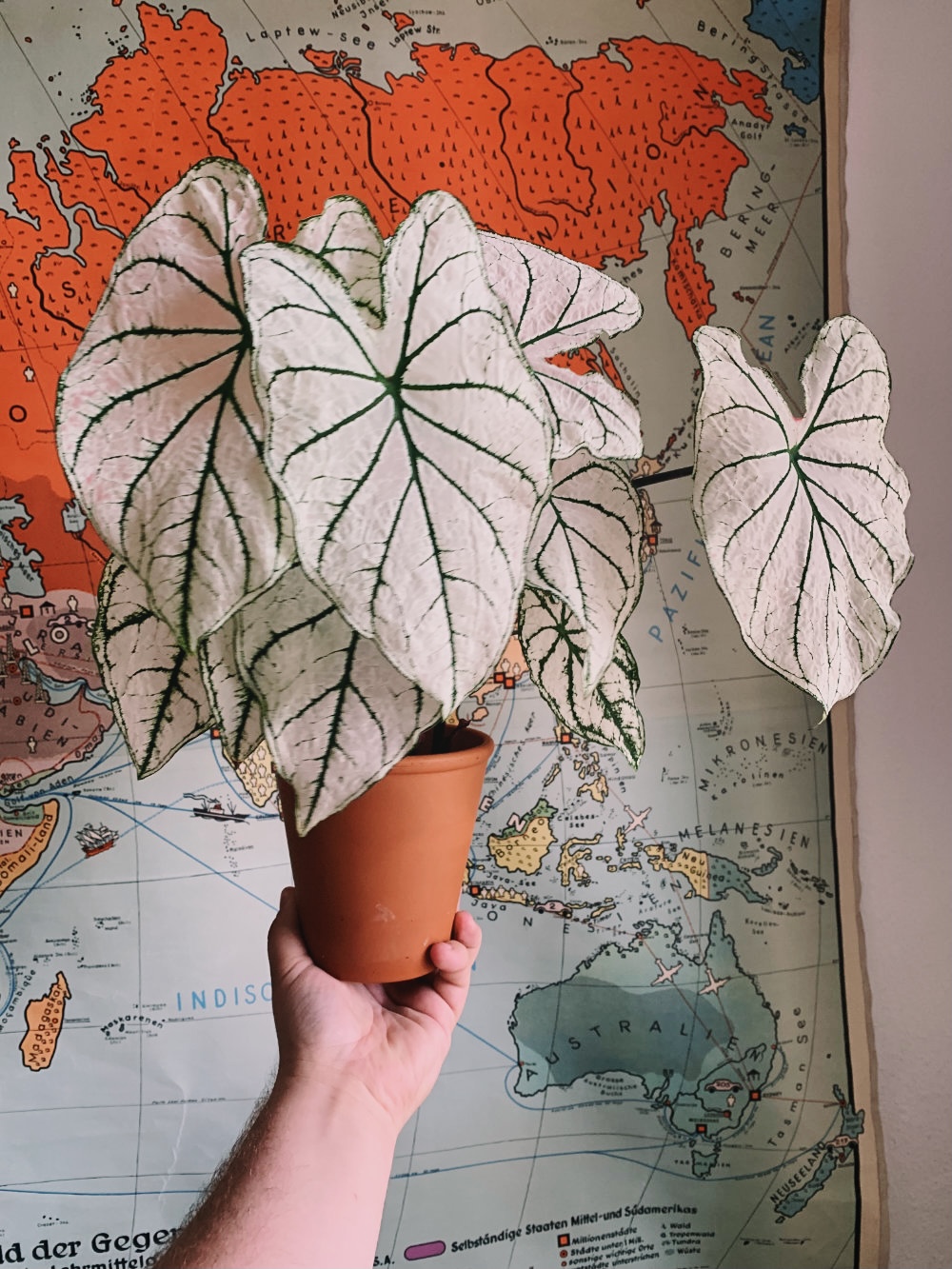 Caladium "White Christmas" Care, Problems, Watering caladium.de