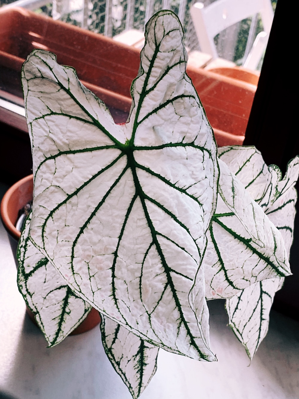 Caladium "White Christmas" Care, Problems, Watering caladium.de
