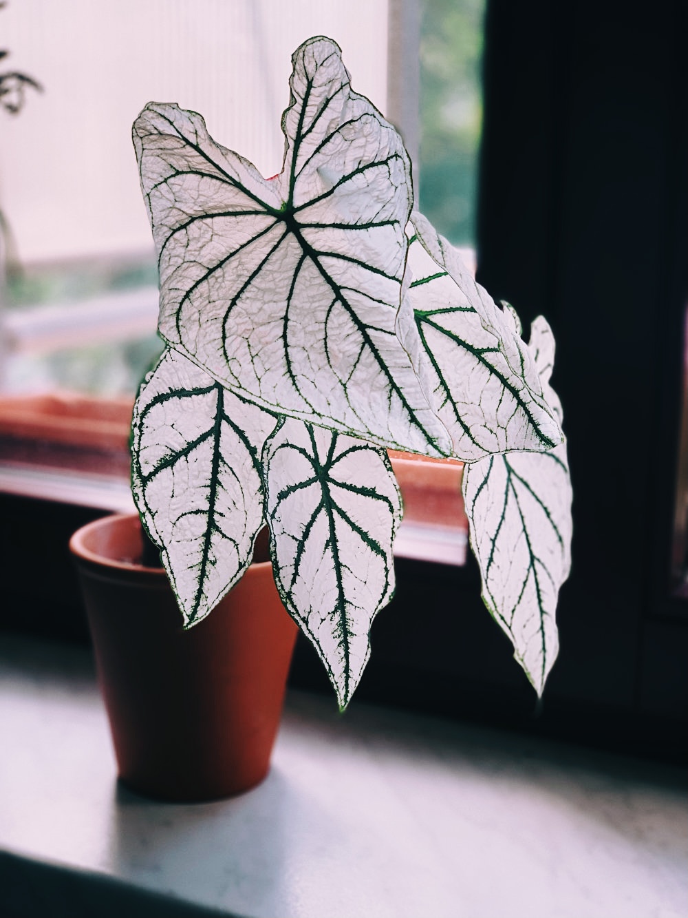 Caladium "White Christmas" Care, Problems, Watering caladium.de