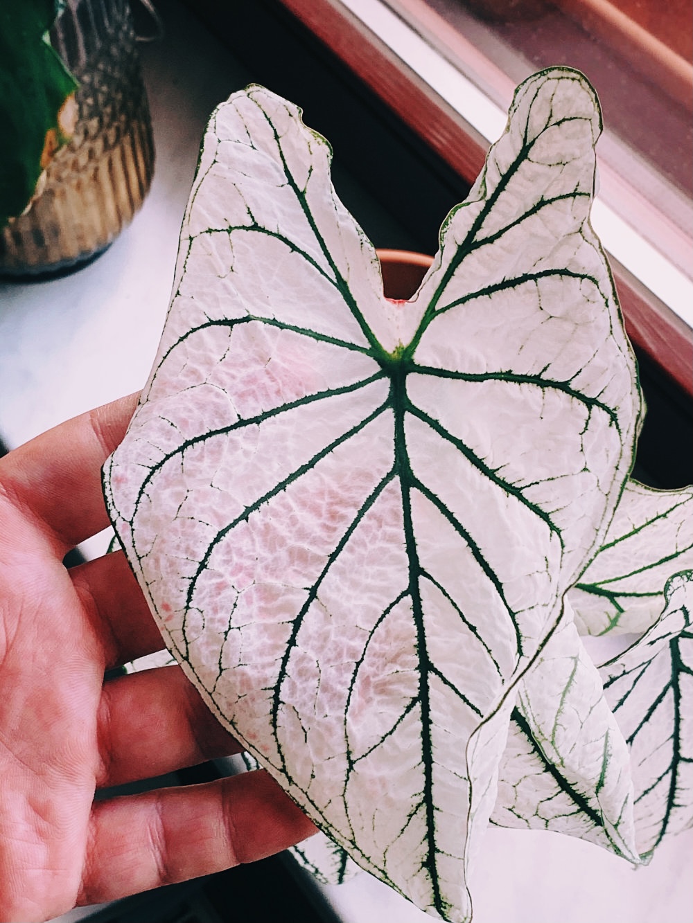 Caladium "White Christmas" Care, Problems, Watering caladium.de