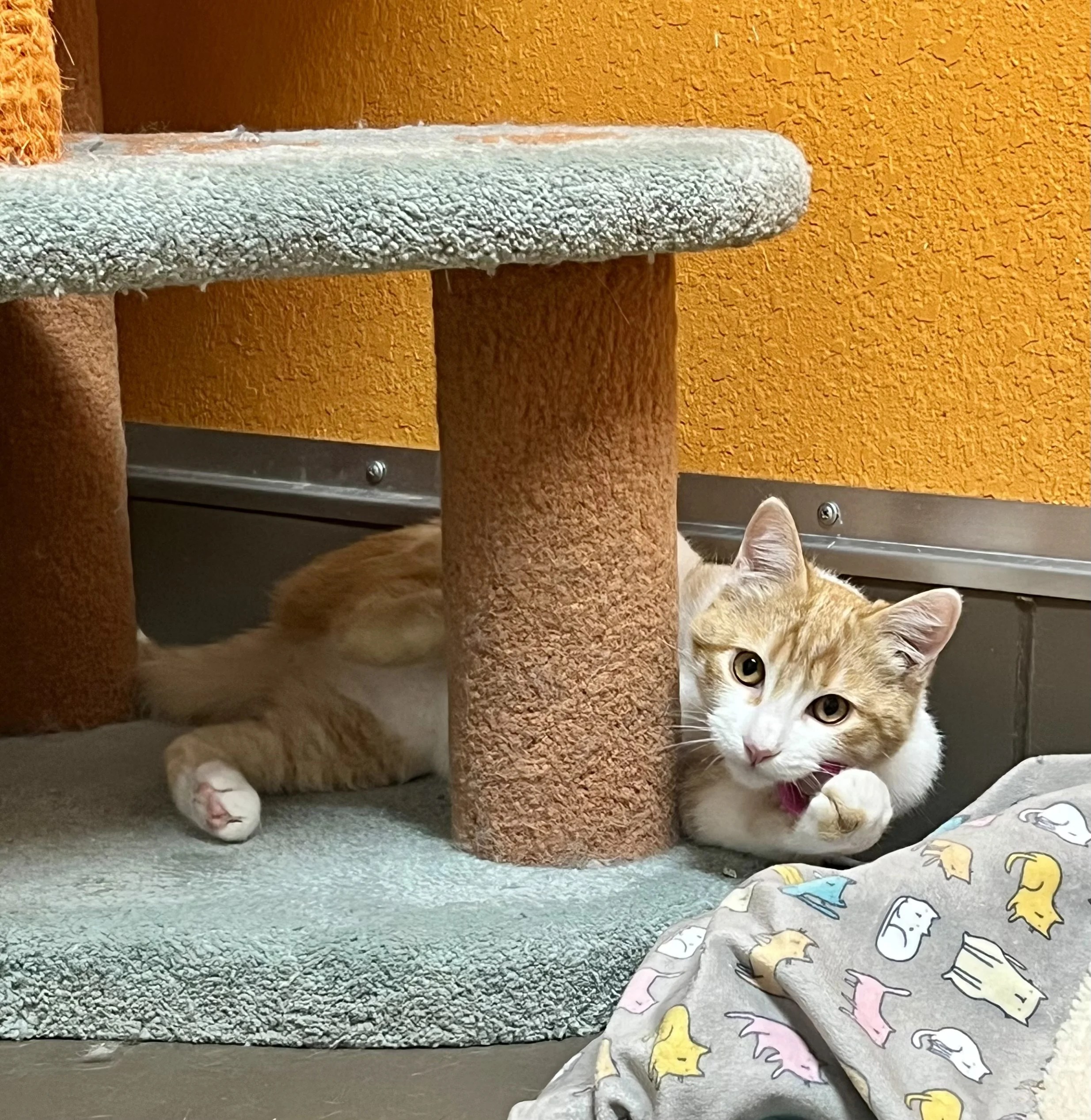 Tony and Hobbs Calaveras Humane Society