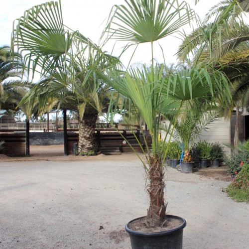 Windmill Palm