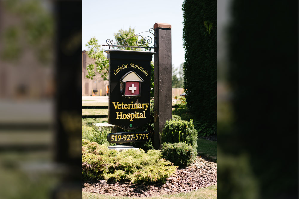 Tour Our Hospital Vet in Caledon Caledon Mountain Veterinary Hospital