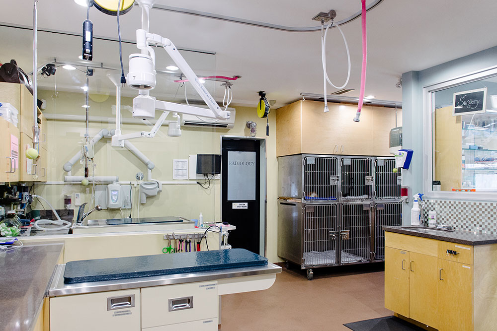 Tour Our Hospital Vet in Caledon Caledon Mountain Veterinary Hospital