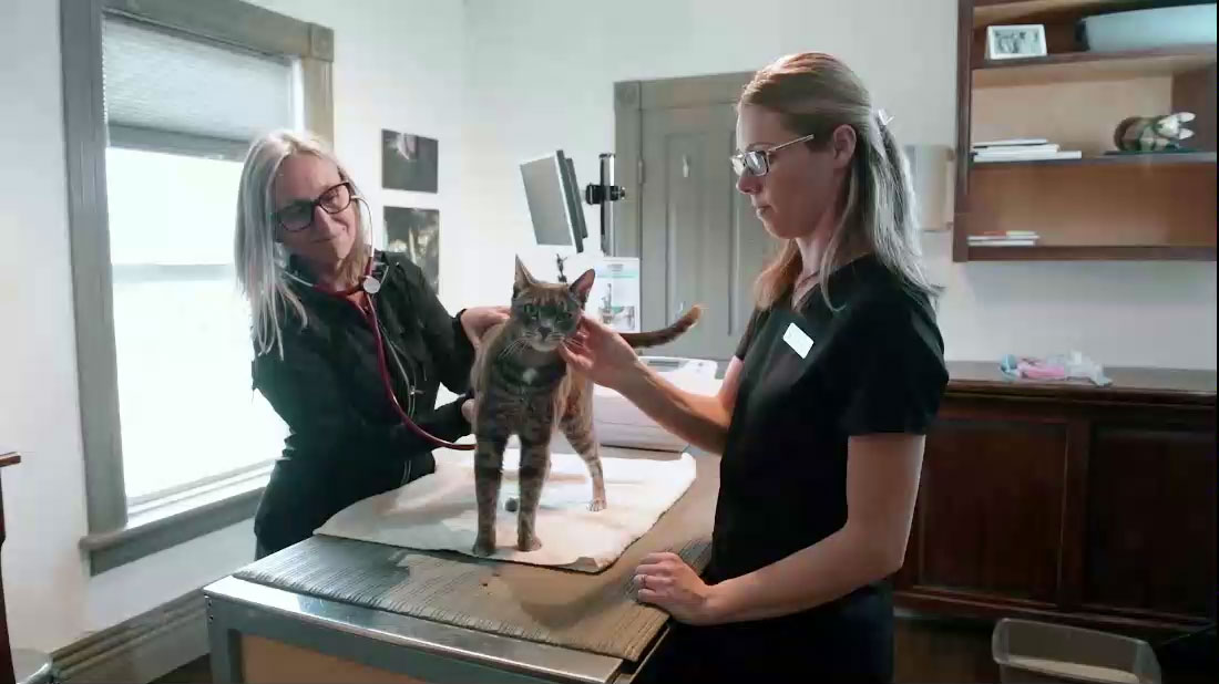 Veterinarian in Caledon Vet Near You Caledon Mountain Veterinary Hospital