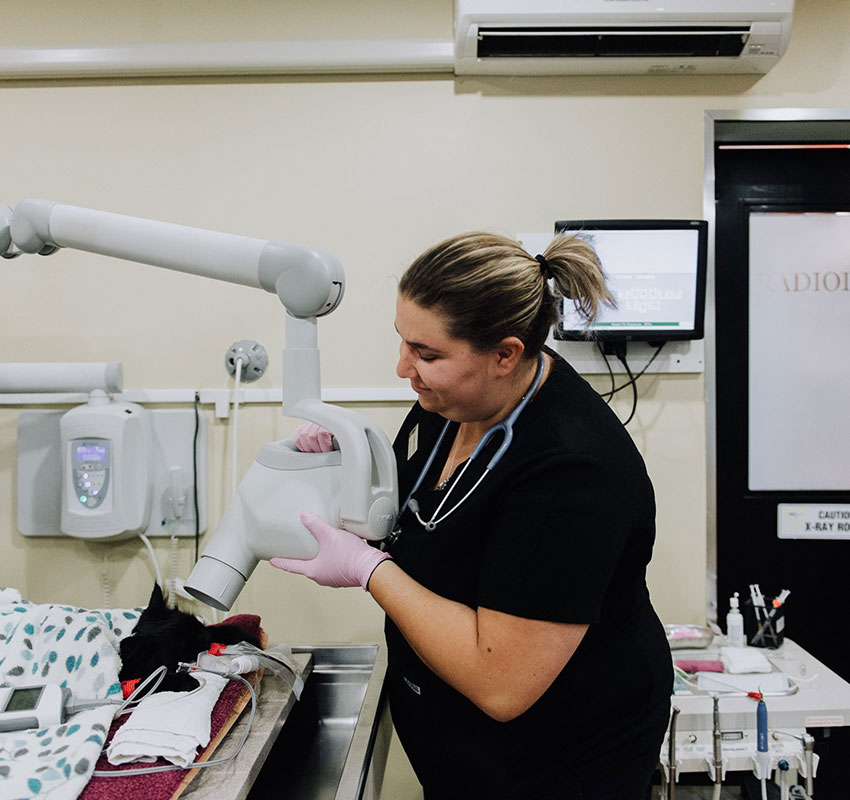 Dental Care Vet in Caledon Caledon Mountain Veterinary Hospital