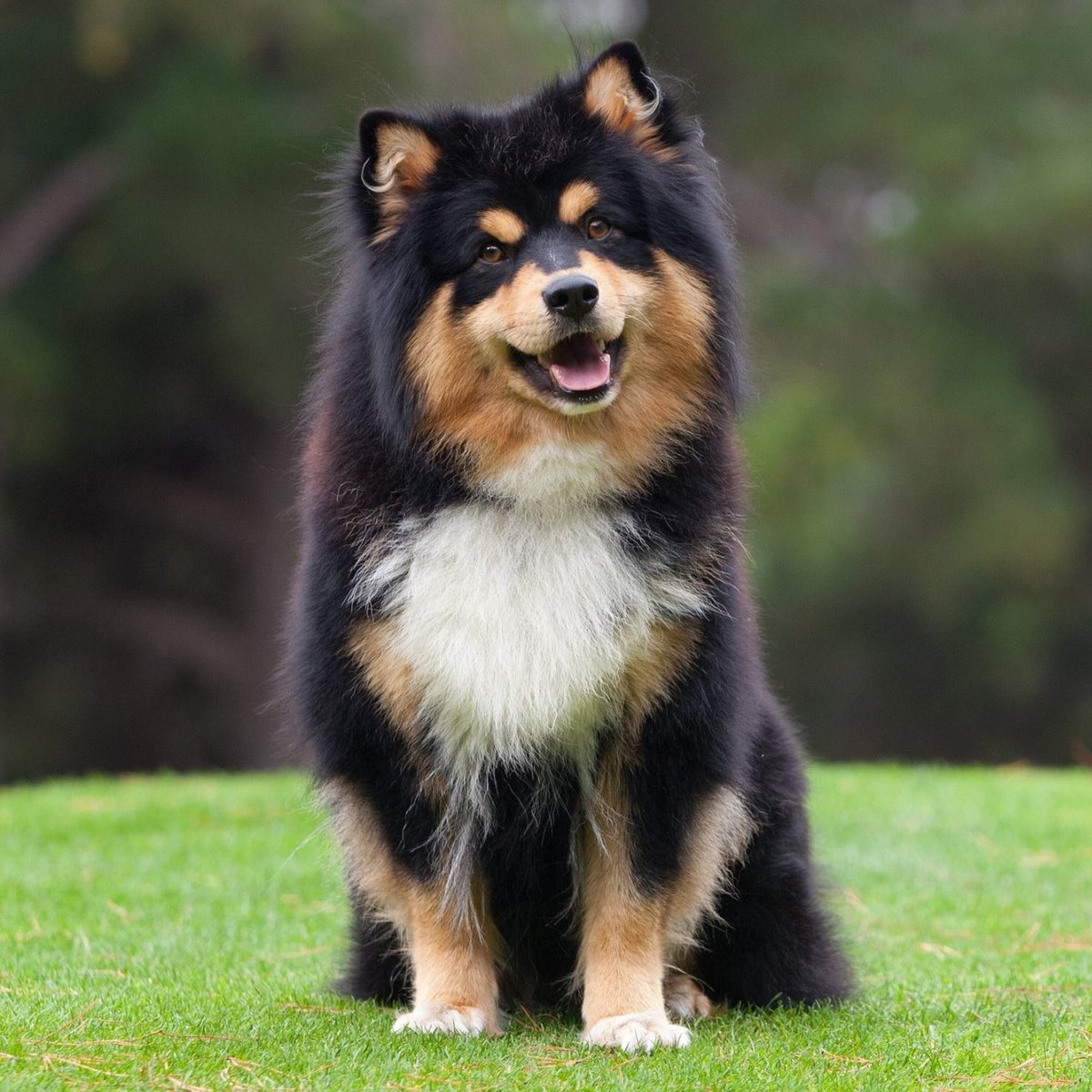 Can A Swedish Lapphund Live In Germany