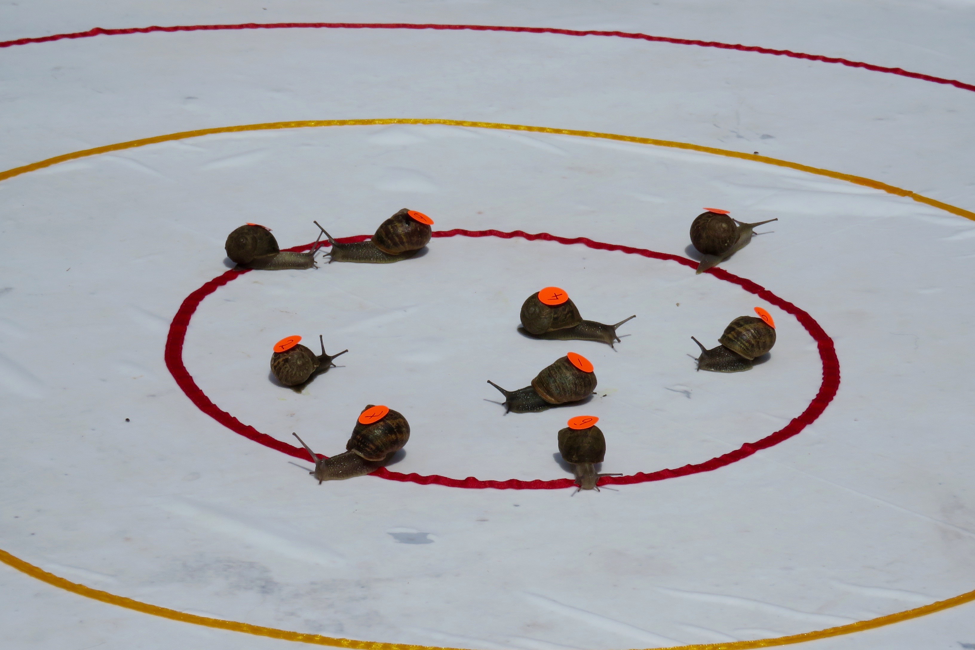 Congham World Snail Racing Championship