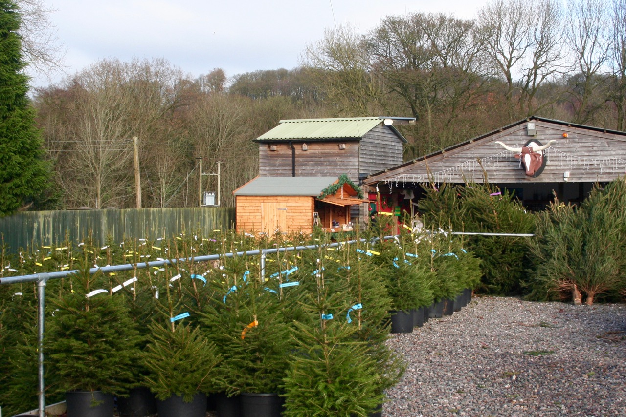 Keele Christmas Tree Throwing Championships