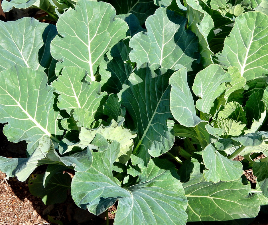 How To Grow Collards In Containers Calendula's Garden
