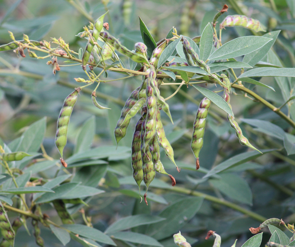 7 Steps To Growing Delicious Pigeon Peas In Your Hot Weather Garden