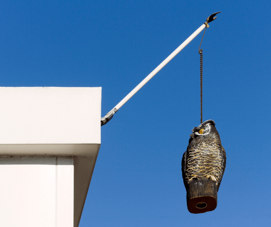 10 Ways To Protect Your Fruit From Pesky Birds Calendula's Garden