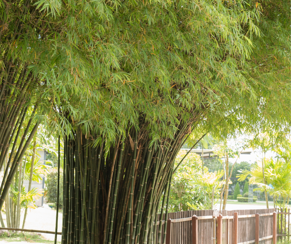 How To Plant Bamboo For Privacy Screen Calendula's Garden