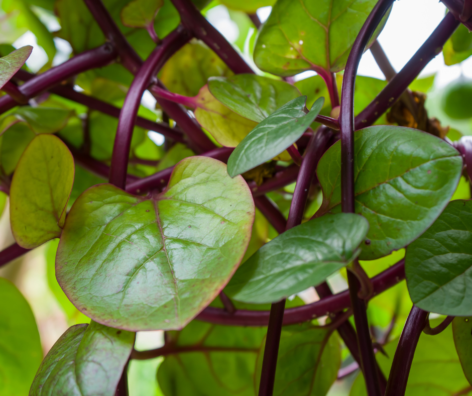 7 Tips For Growing Delicious Malabar Spinach In Your Garden Calendula