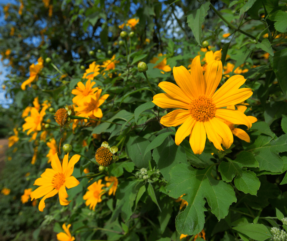 Why We Love Growing Mexican Sunflower (Tithonia Diversifolia